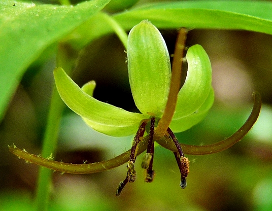 {Medeola virginiana}